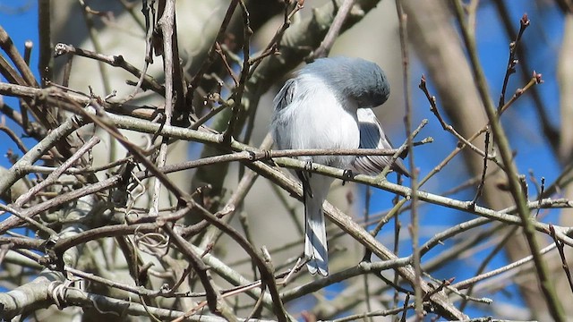 Blue-gray Gnatcatcher - ML550826141