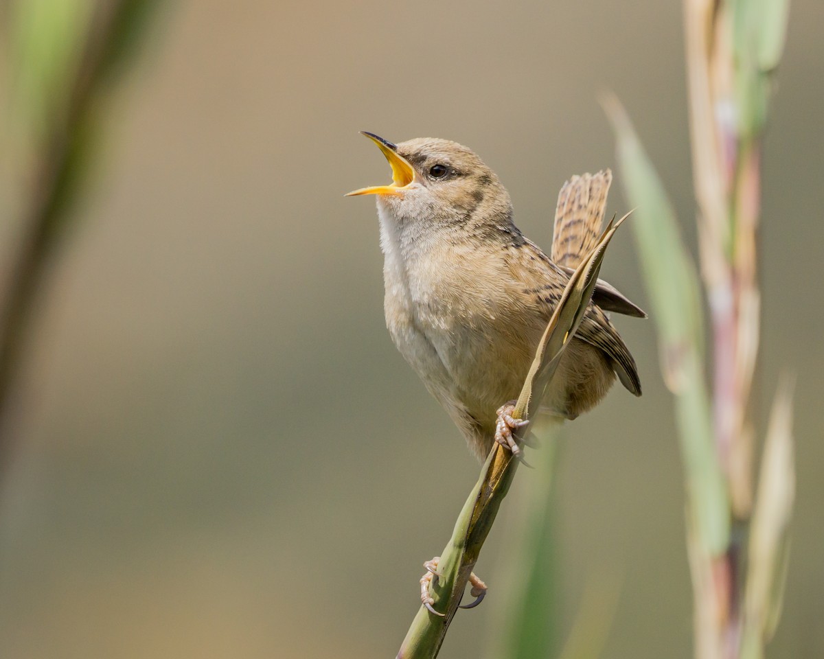 Apolinar's Wren - Sergio Hernandez