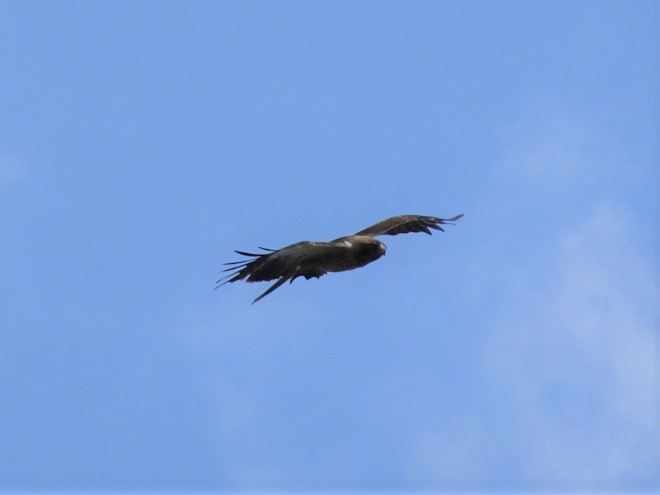 Booted Eagle - ML550829341