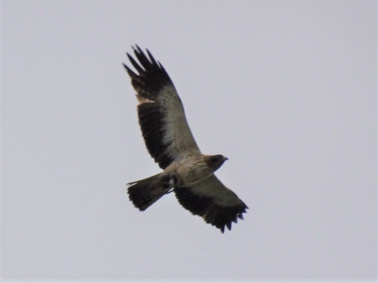 Booted Eagle - ML550829351