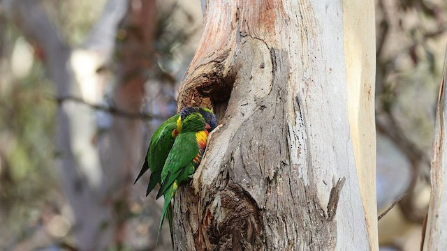 Rainbow Lorikeet - ML550830071