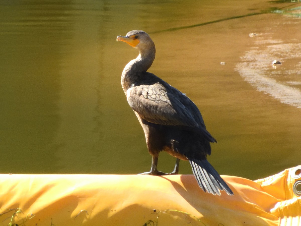 Cormoran à aigrettes - ML550830791