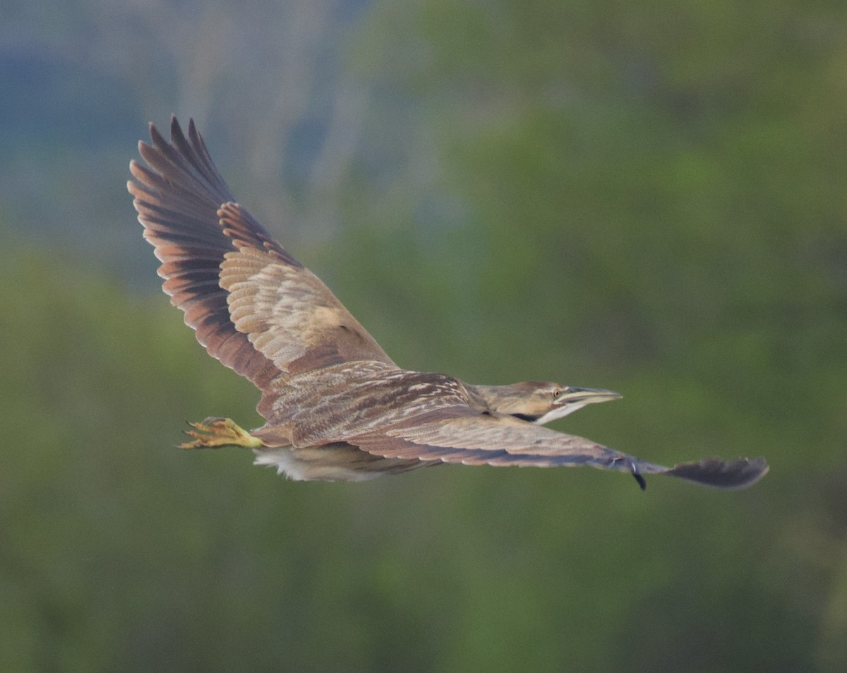 American Bittern - ML550831481