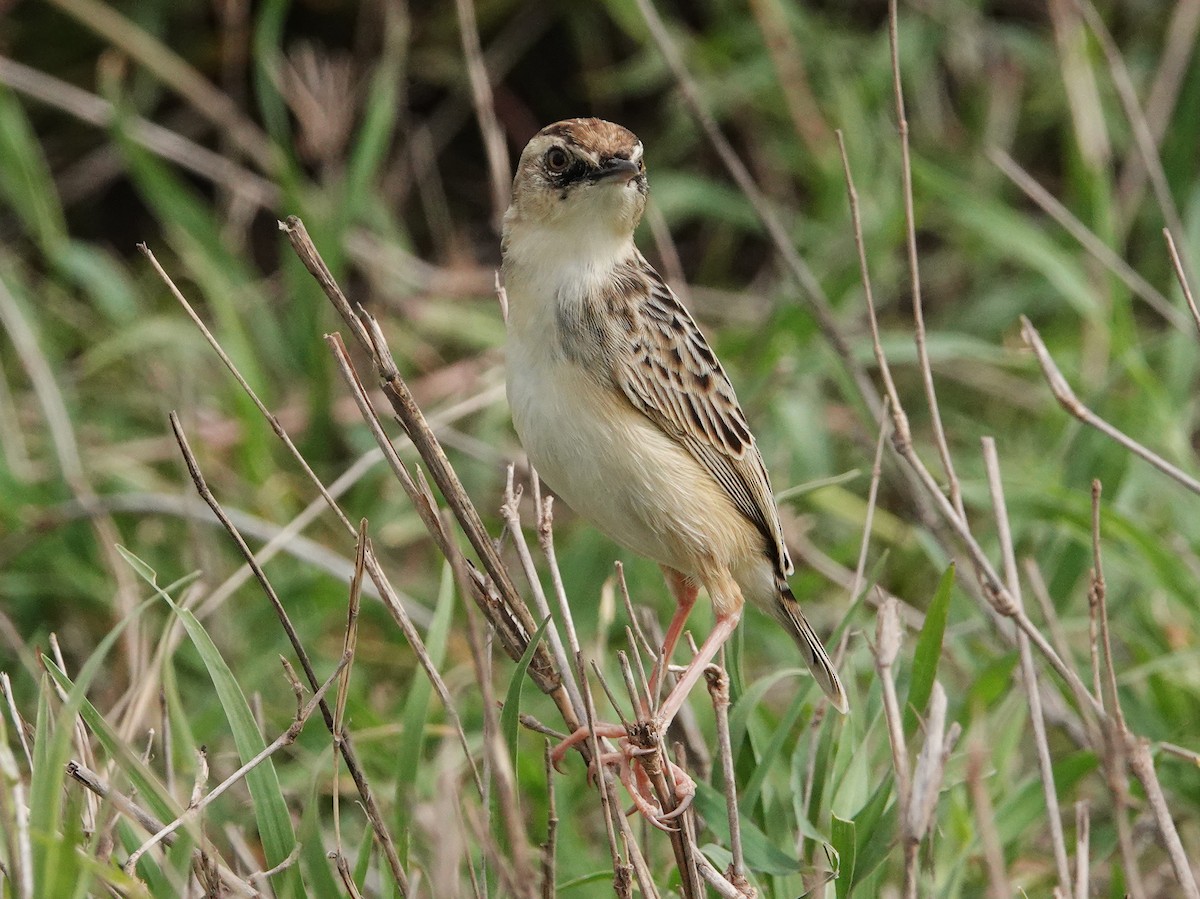 Pectoral-patch Cisticola - ML550833001