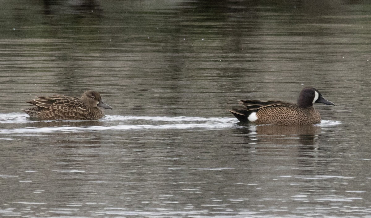 Blue-winged Teal - ML550833701