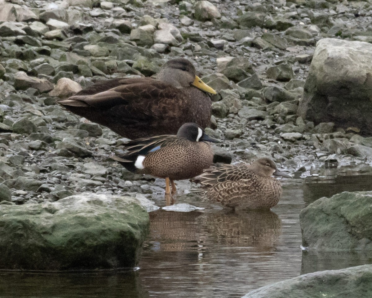 Blue-winged Teal - ML550833731