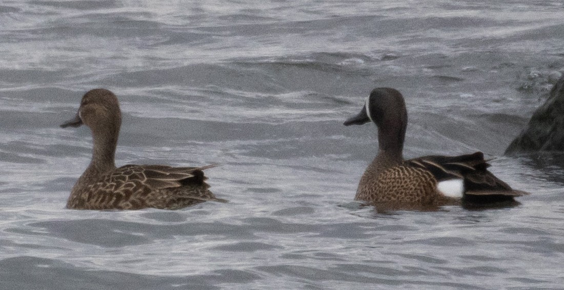Blue-winged Teal - ML550833791