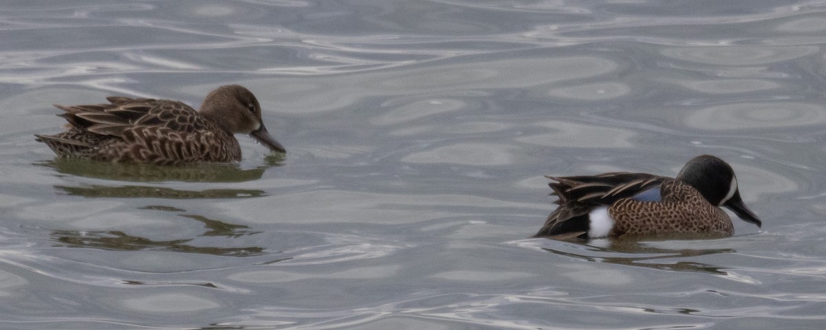 Blue-winged Teal - ML550833801