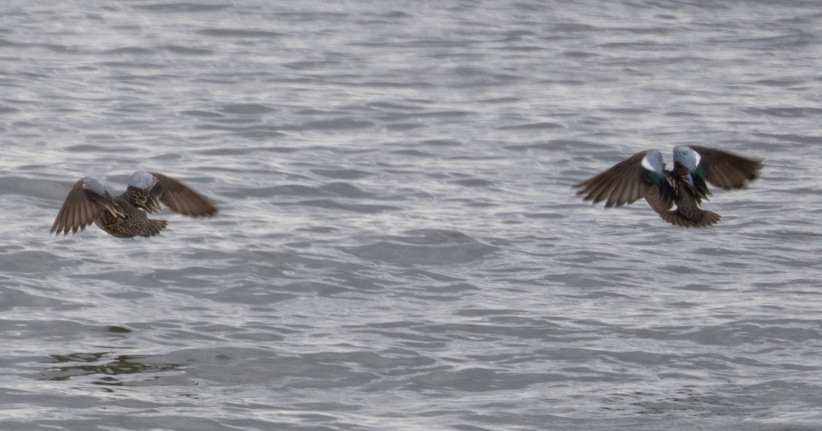 Blue-winged Teal - ML550833911