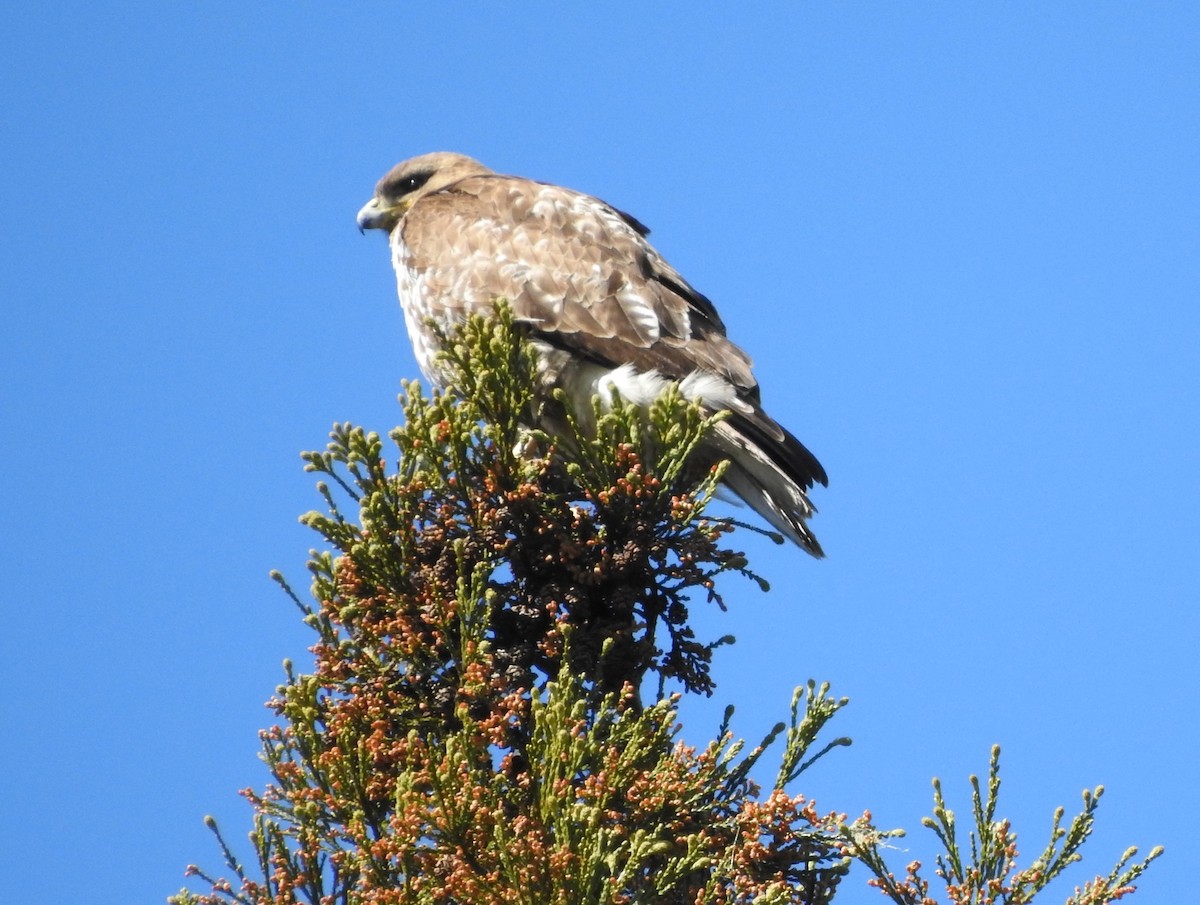 Red-tailed Hawk - ML550834291