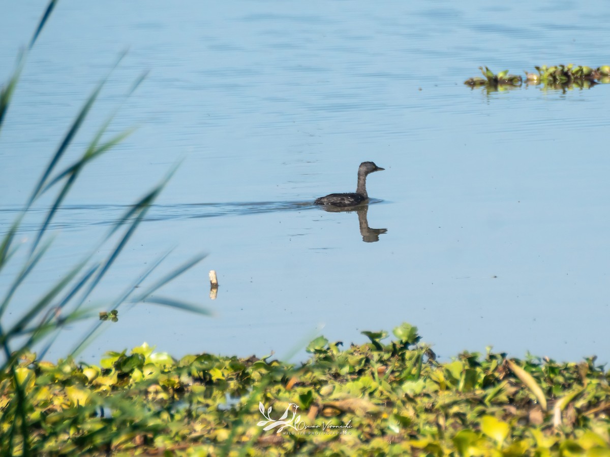 Least Grebe - ML550834441