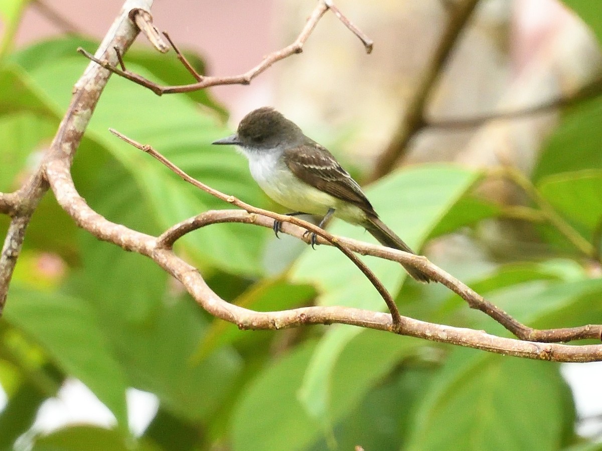 Short-crested Flycatcher - Simon Carter