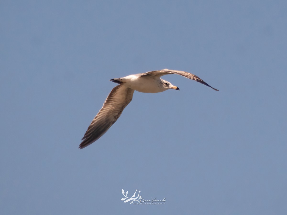 Ring-billed Gull - ML550834711