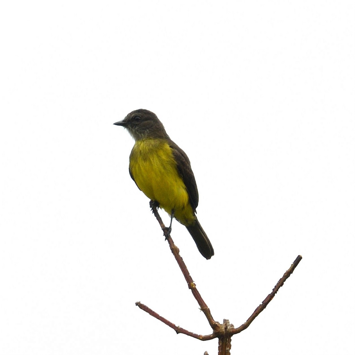 Dusky-chested Flycatcher - ML550835181