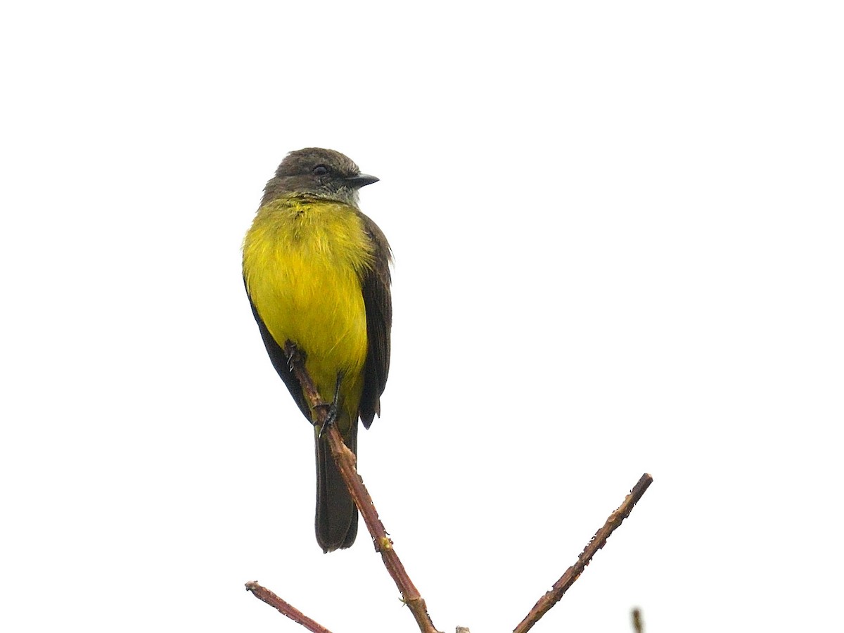 Dusky-chested Flycatcher - ML550835191