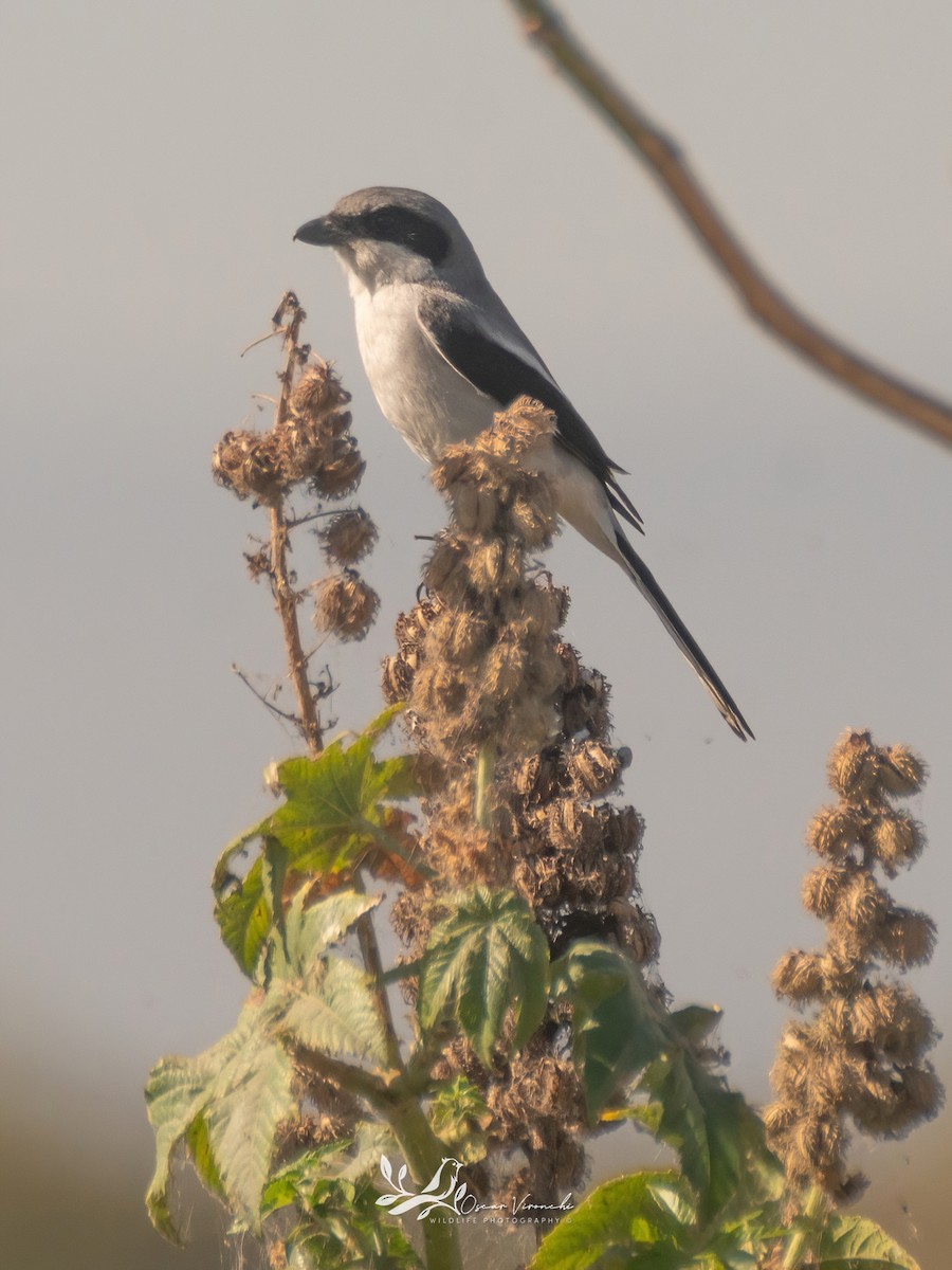 Loggerhead Shrike - ML550835291