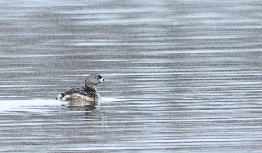 Pied-billed Grebe - ML550835301