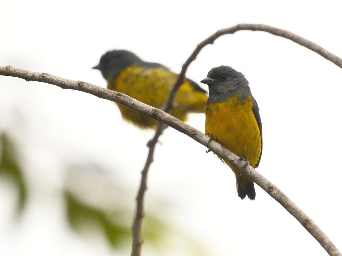 Plumbeous Euphonia - Simon Carter