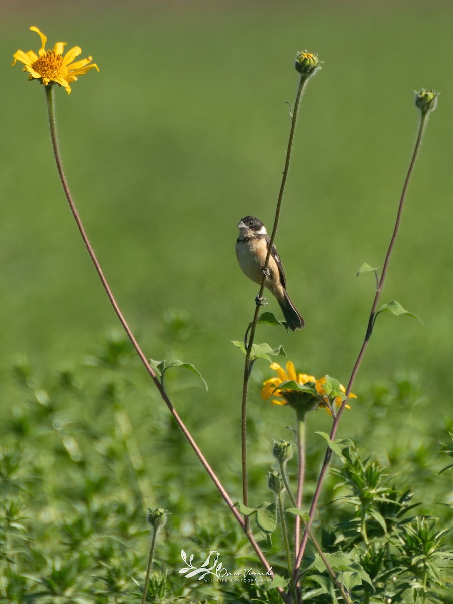 Cinnamon-rumped Seedeater - ML550835901