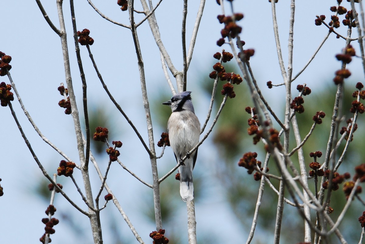 Blue Jay - Ralph Erickson