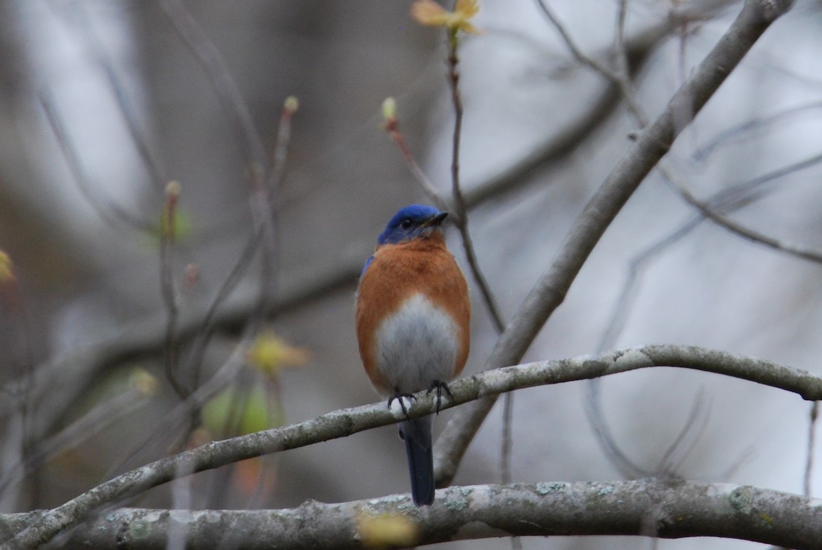 Eastern Bluebird - ML550836211