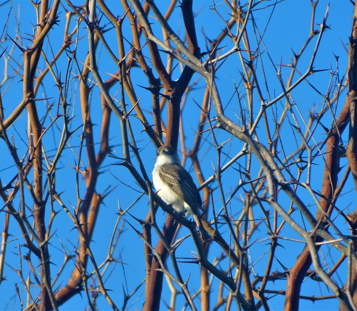 White-naped Xenopsaris - ML550836371