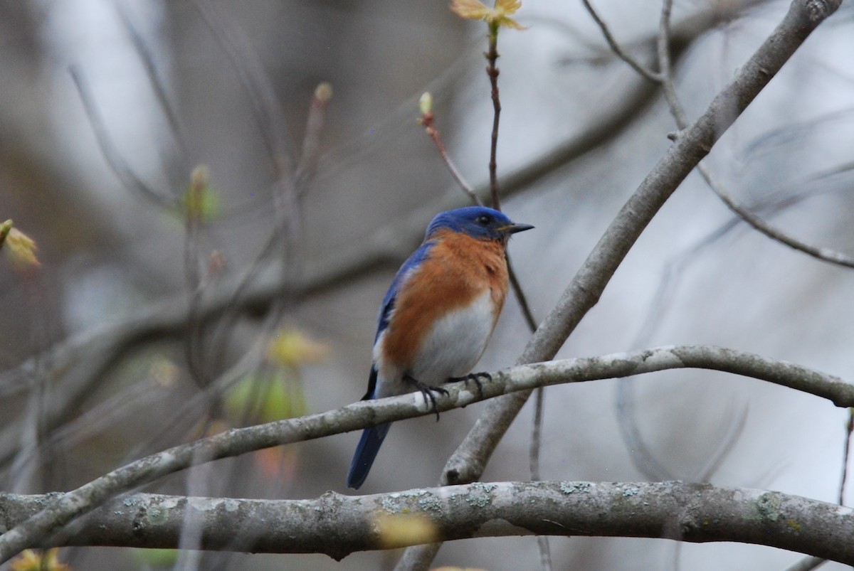 Eastern Bluebird - ML550836551