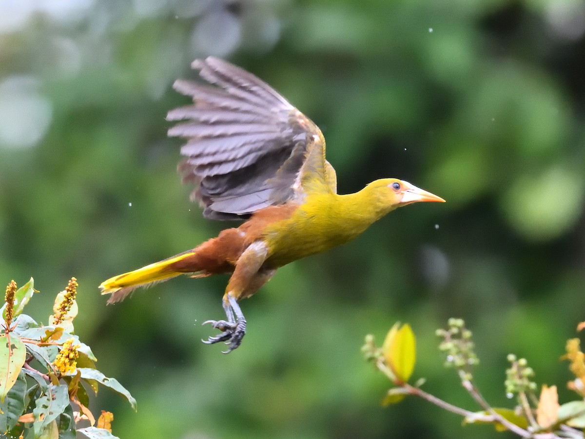 Green Oropendola - ML550836681