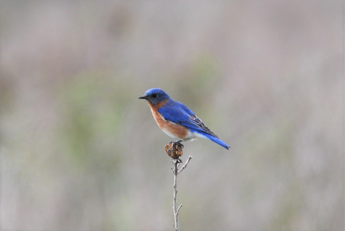 Eastern Bluebird - ML550836931