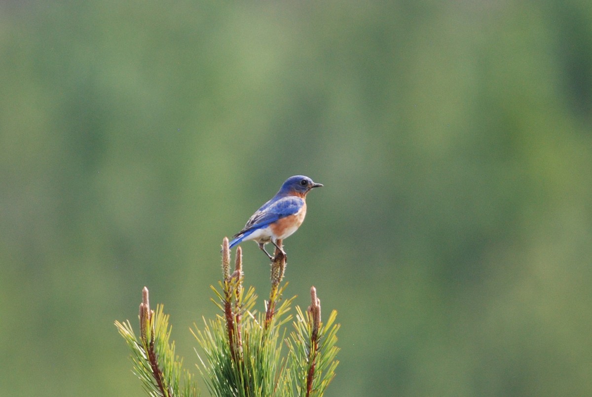 Eastern Bluebird - ML550837031