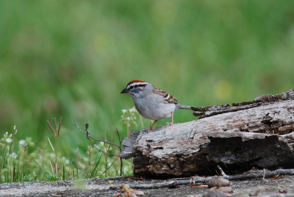 Chipping Sparrow - ML550837521