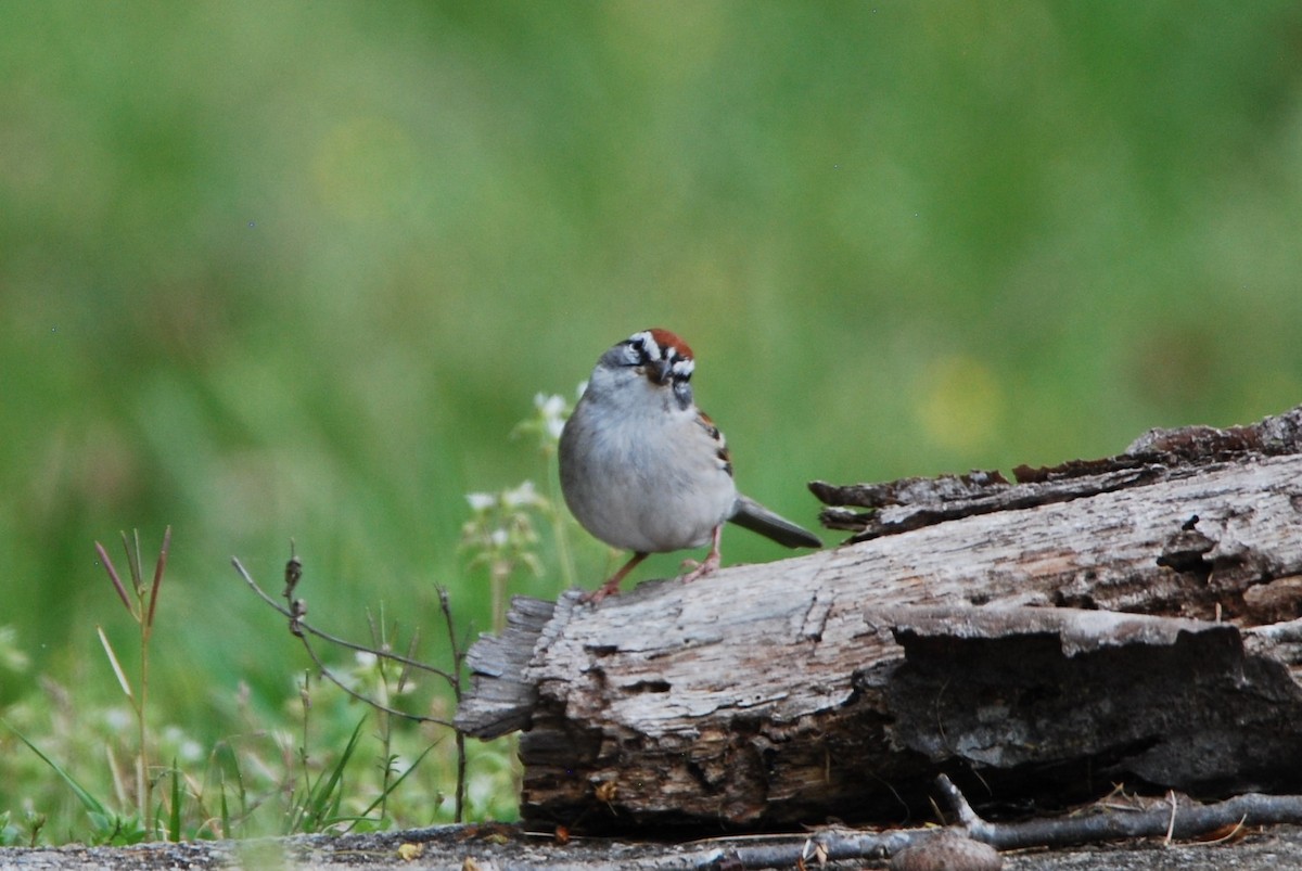 Chipping Sparrow - ML550837671