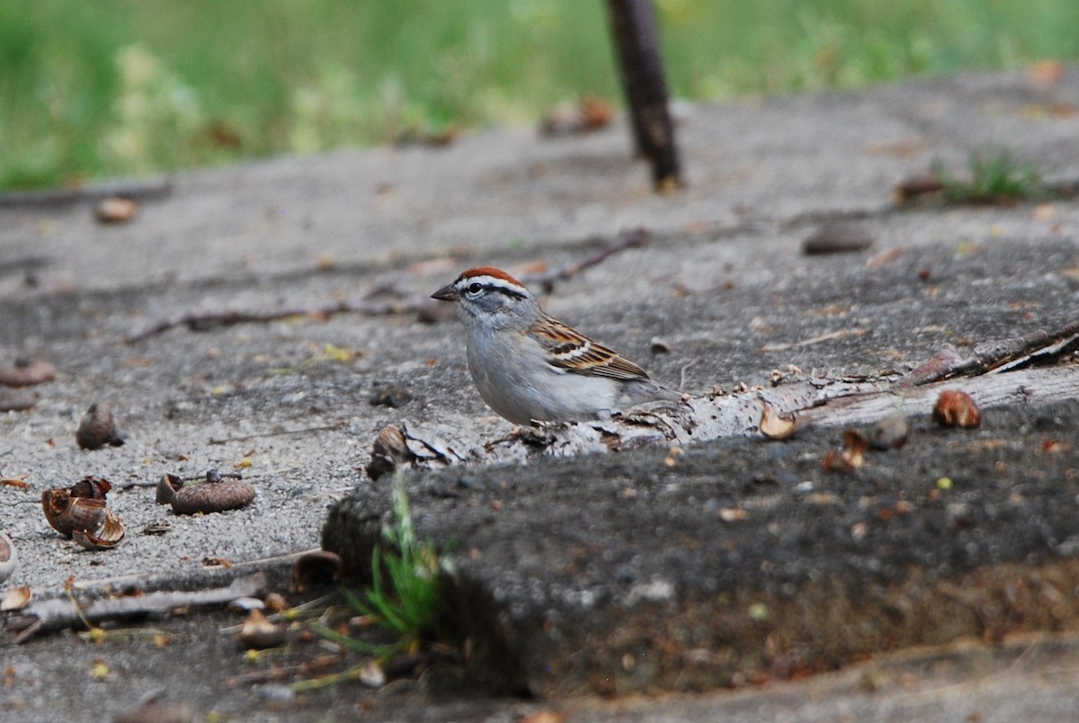 Chipping Sparrow - ML550837771