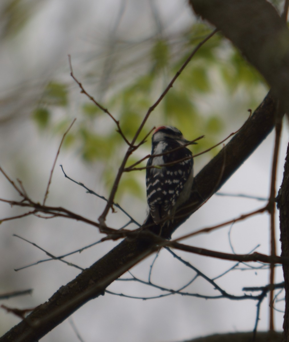 Downy Woodpecker (Eastern) - ML55083801