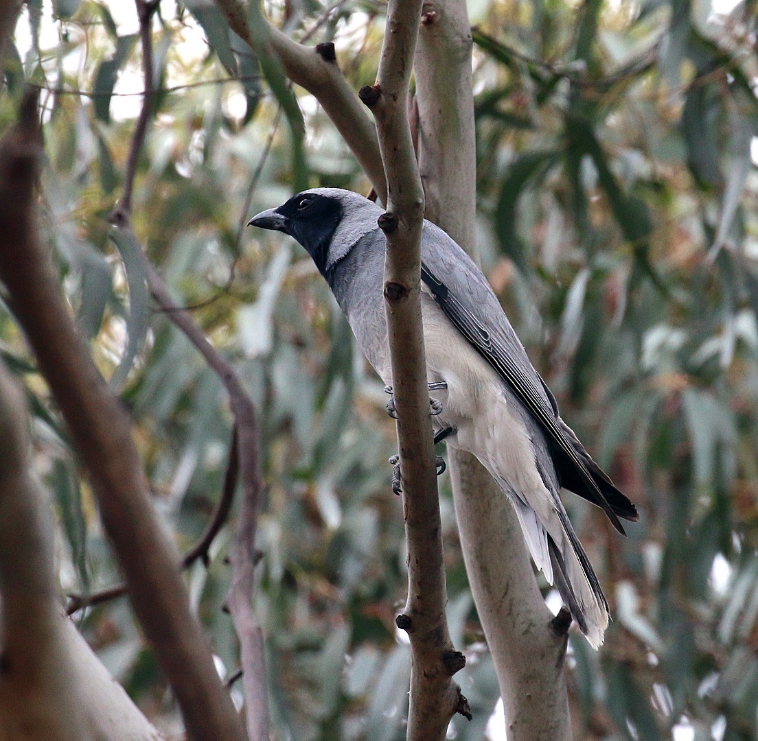 Black-faced Cuckooshrike - ML550839421