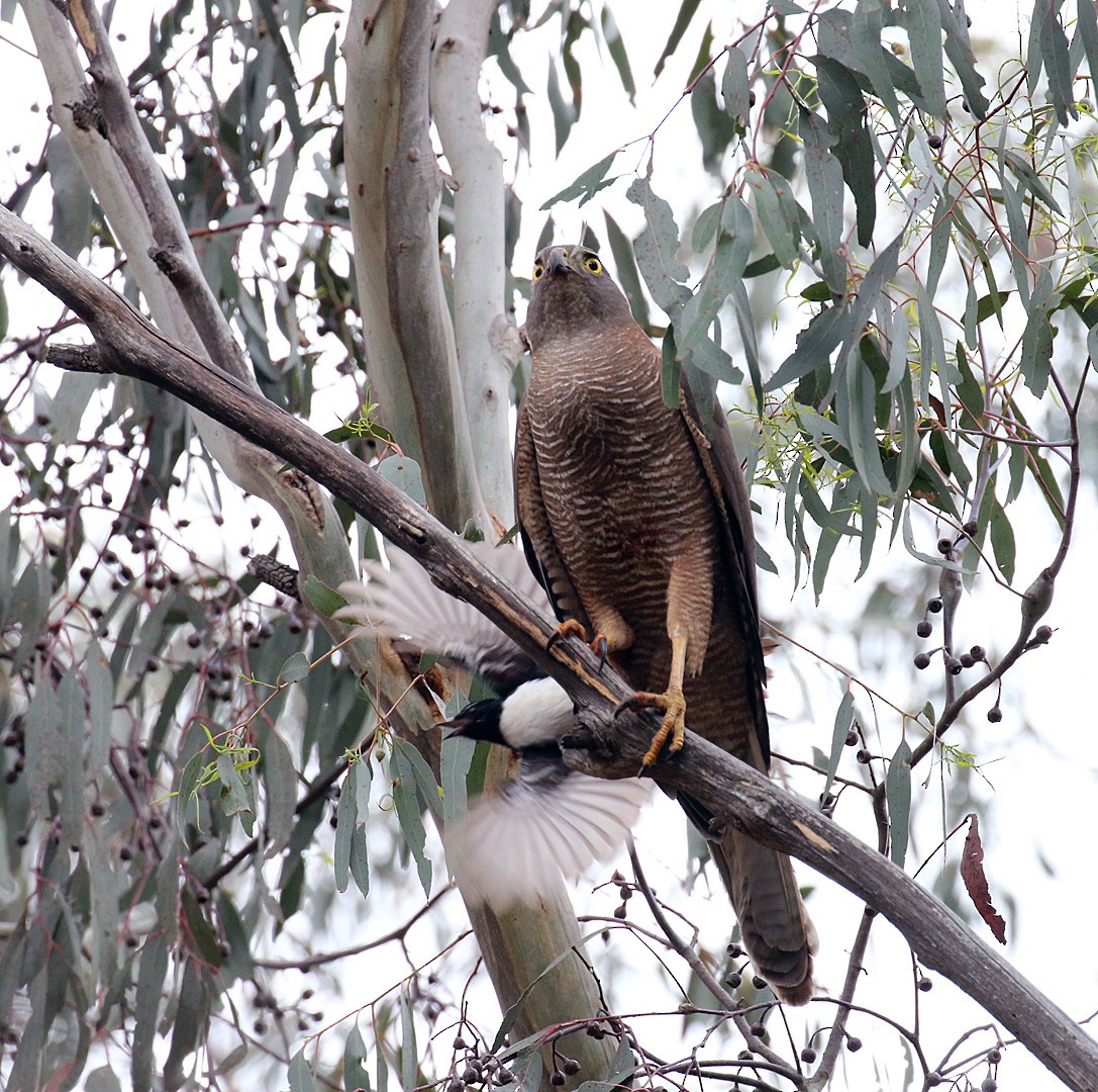 Collared Sparrowhawk - Peter Bennet