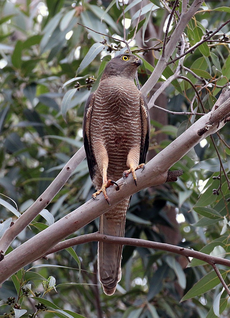 Collared Sparrowhawk - Peter Bennet