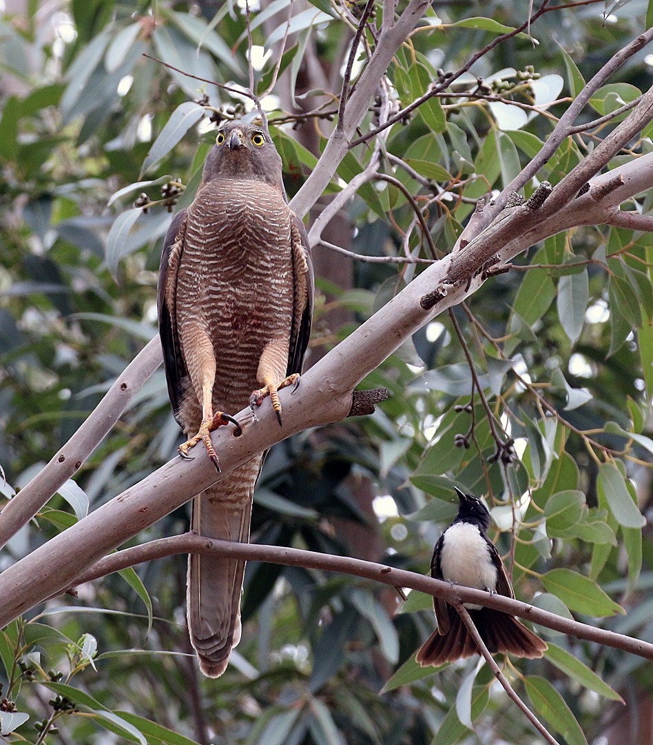 Collared Sparrowhawk - Peter Bennet