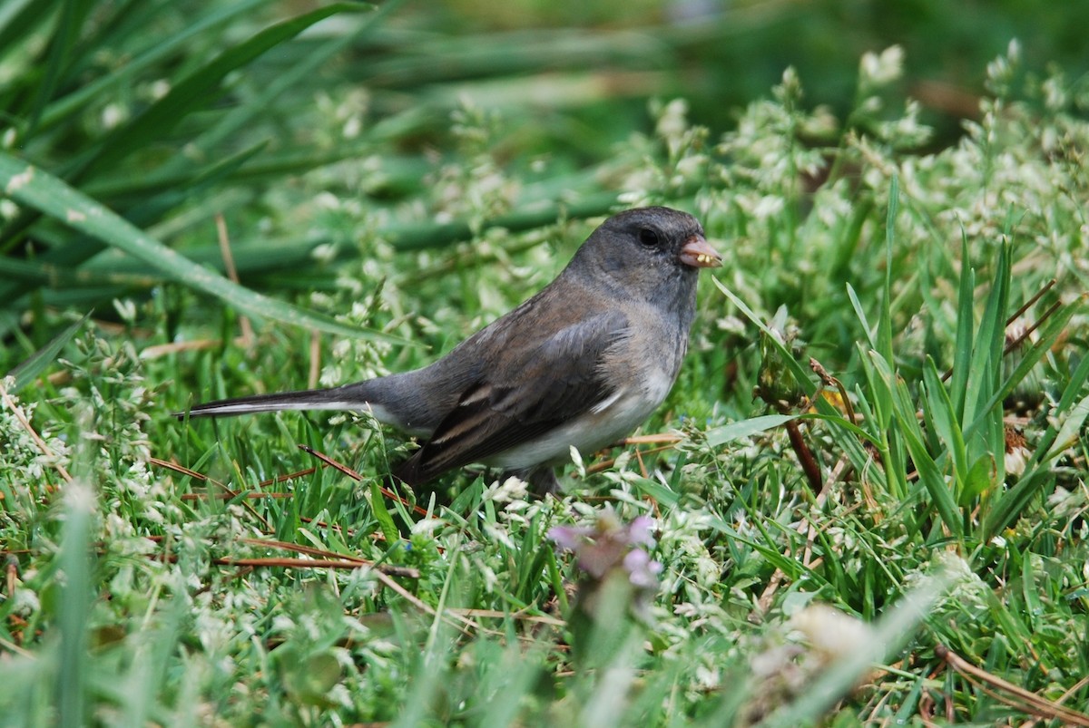 Dark-eyed Junco - ML550839571