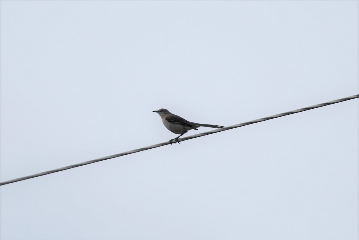Northern Mockingbird - ML550840331