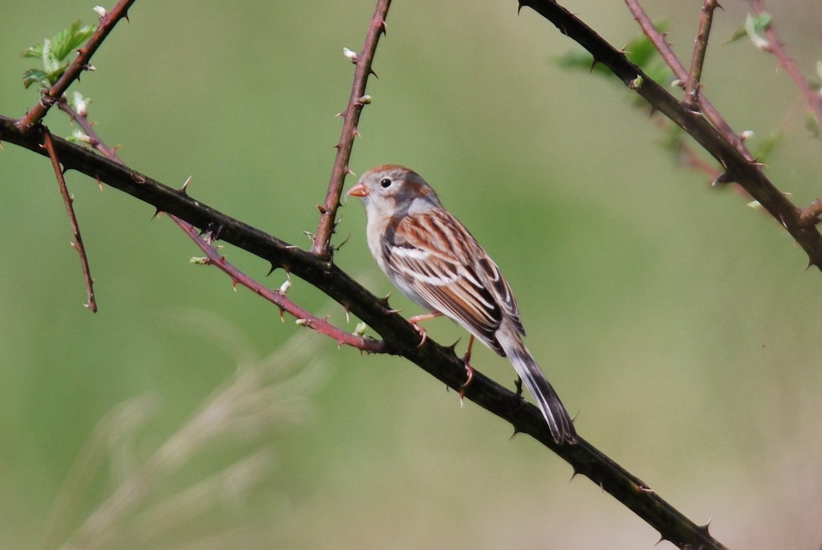 Field Sparrow - ML550840601