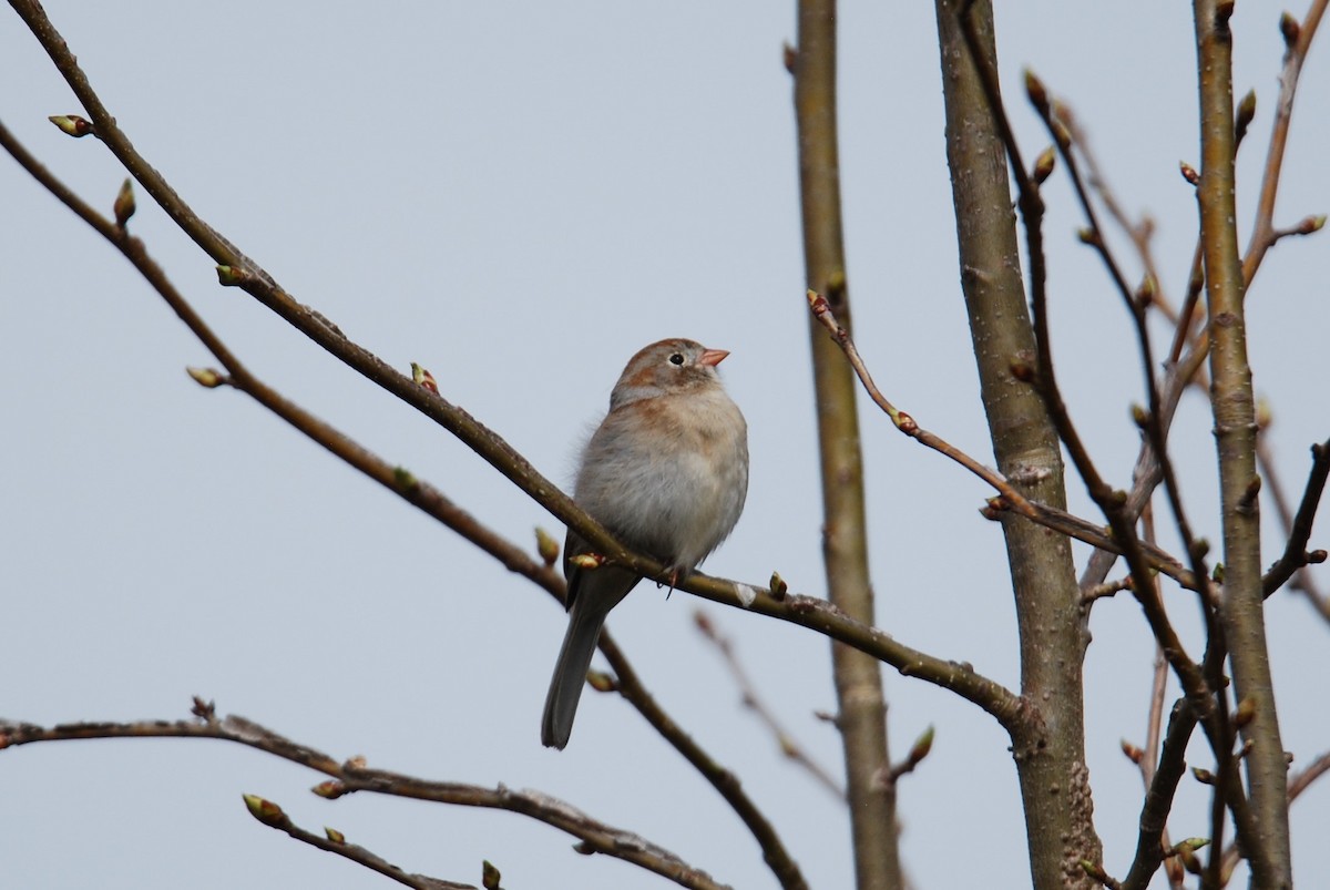 Field Sparrow - ML550841101