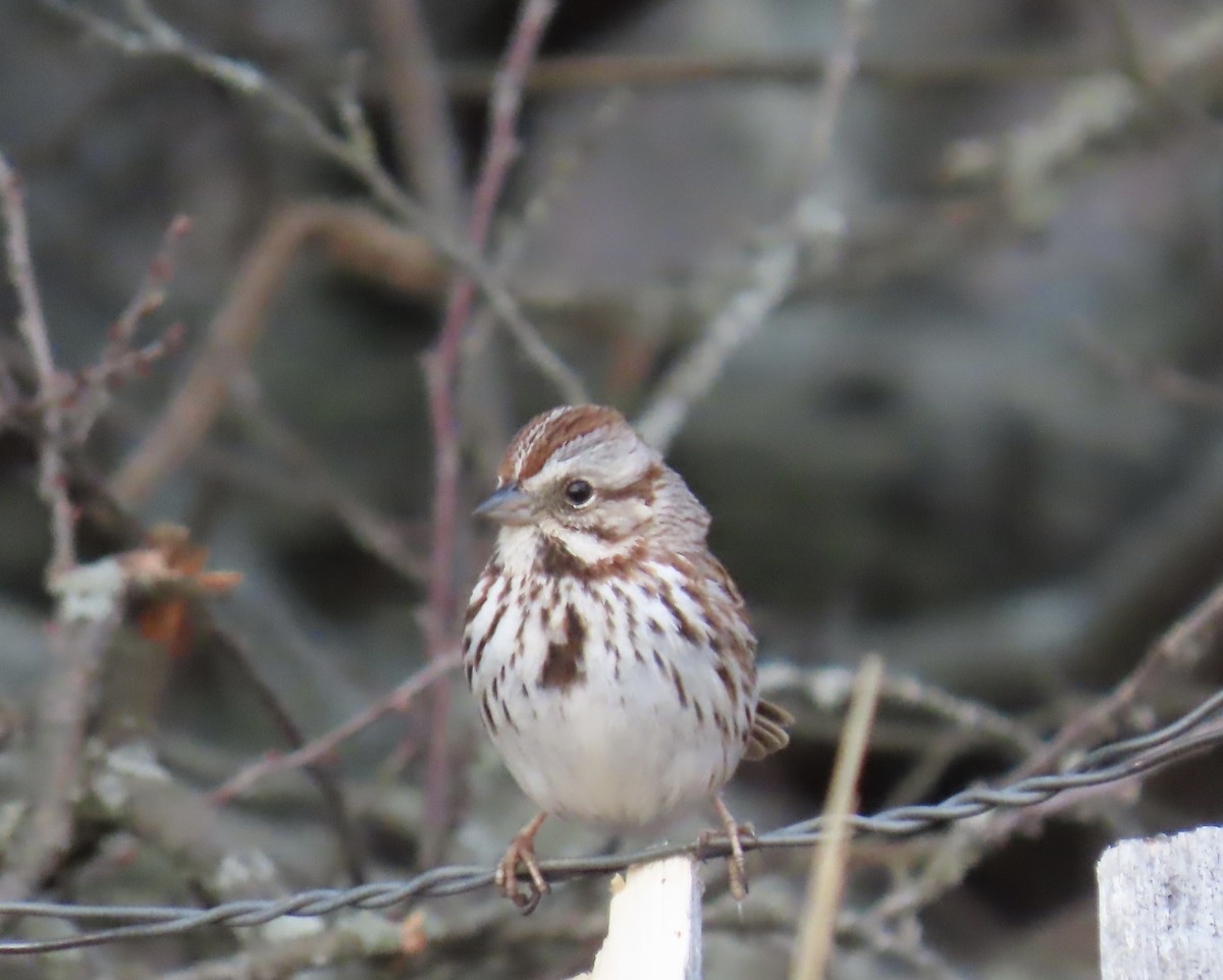 Song Sparrow - ML550841141