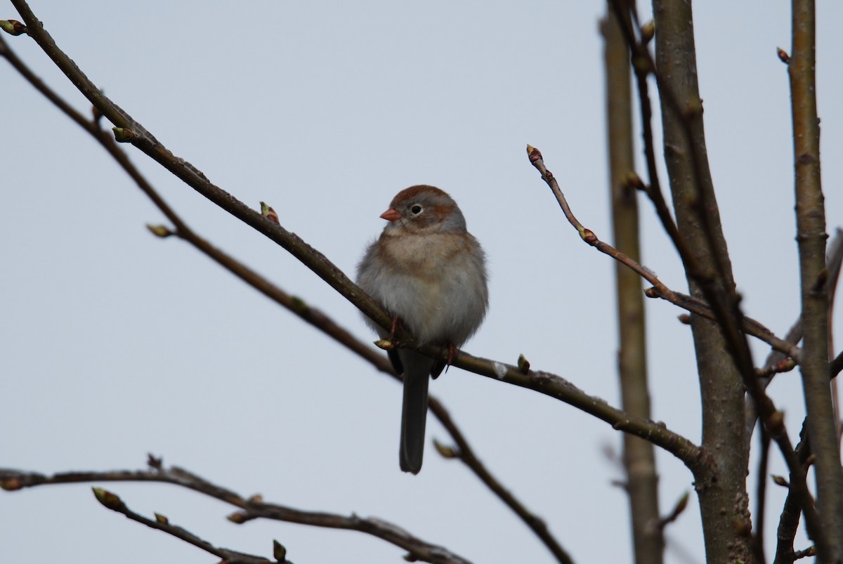 Field Sparrow - ML550841281