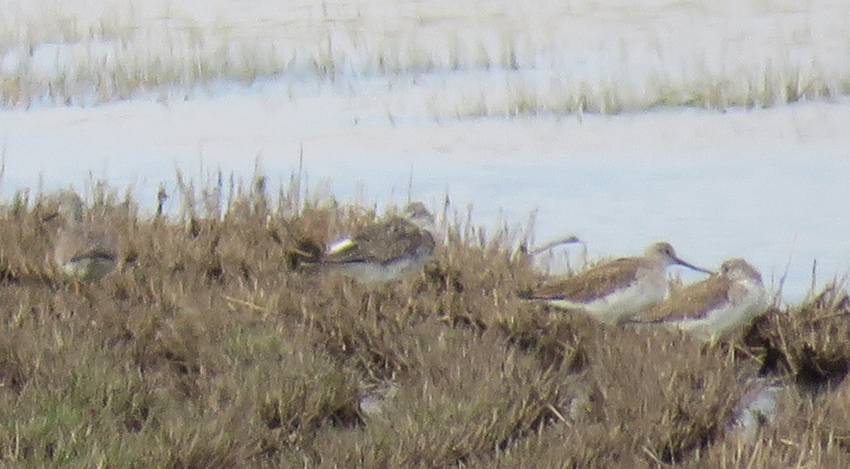 Greater Yellowlegs - ML550842501