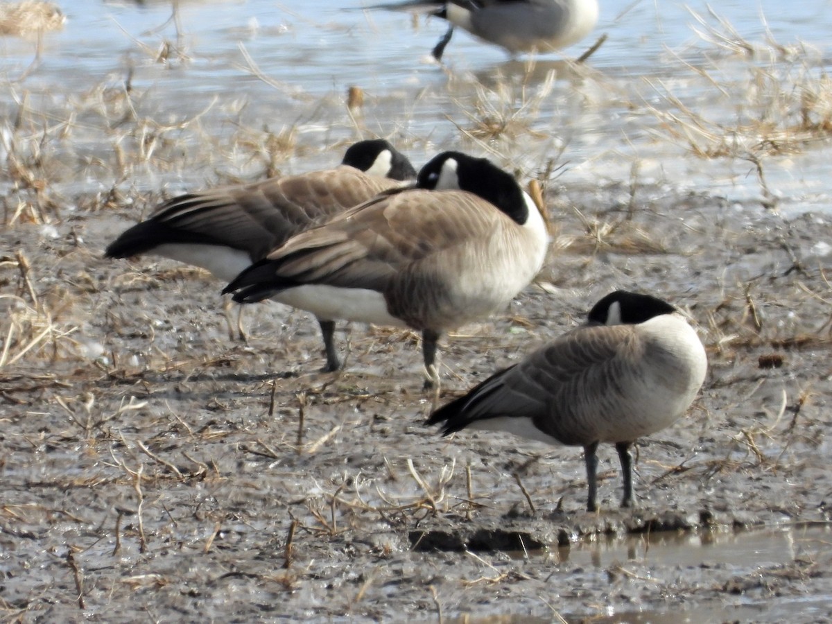 Cackling Goose - Don McLeod