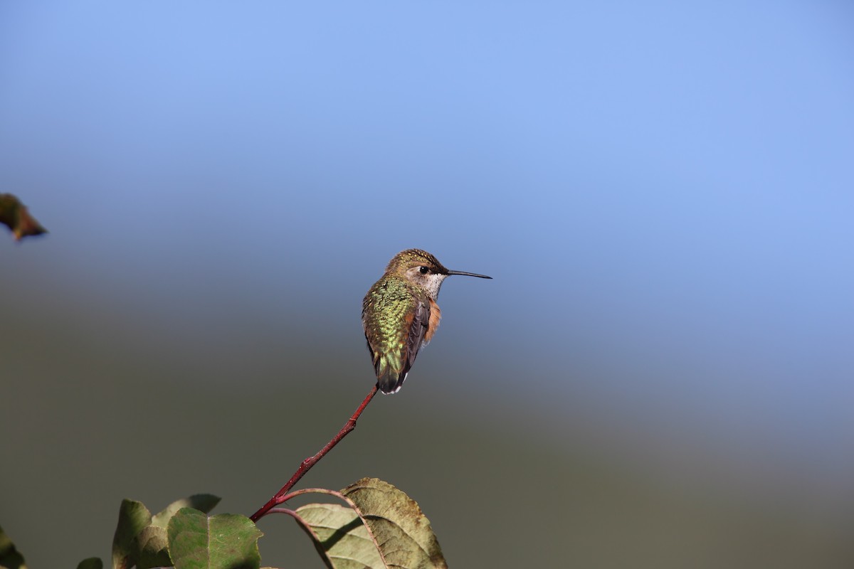 Rufous Hummingbird - ML550843921