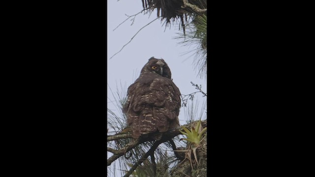 Hibou maître-bois - ML550844041