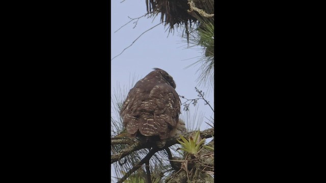 Hibou maître-bois - ML550844051