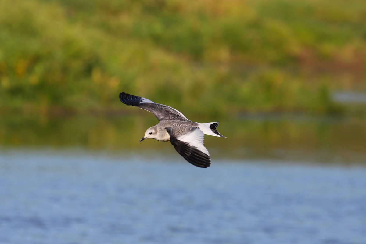 Sabine's Gull - ML550844851